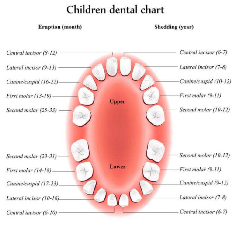 At What Age Do Baby Teeth Fall Out Manfred Orthodontics